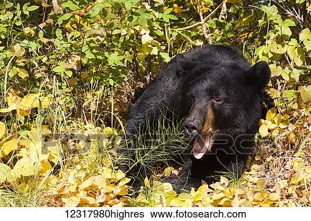 Stock Photograph - Black bear standing among autumn foliage, Southcentral Alaska, USA. Fotosearch