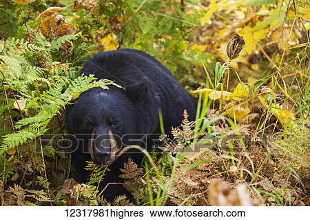 Black bear standing among autumn foliage, Southcentral Alaska, USA View Large Photo Image Stock Photograph - Black bear standing among autumn foliage, Southcentral Alaska, USA. Fotosearch