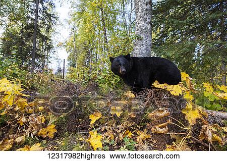 Stock Photograph - Black bear standing among autumn foliage, Southcentral Alaska, USA. Fotosearch