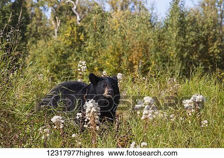 Black bear standing among early autumn foliage, Southcentral Alaska, USA View Large Photo Image Stock Photograph - Black bear standing among early autumn foliage, Southcentral Alaska, USA. Fotosearch