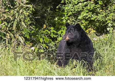 Stock Photograph - Black bear standing in a sunny meadow, Southcentral Alaska, USA. Fotosearch