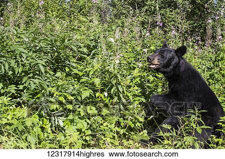 Black bear standing in green foliage on a sunny day, Southcentral Alaska, USA View Large Photo Image Stock Photograph - Black bear standing in green foliage on a sunny day, Southcentral Alaska, USA. Fotosearch