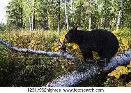 Black bear standing on a fallen tree in early autumn, Southcentral Alaska, USA View Large Photo Image Stock Photograph - Black bear standing on a fallen tree in early autumn, Southcentral Alaska, USA. Fotosearch