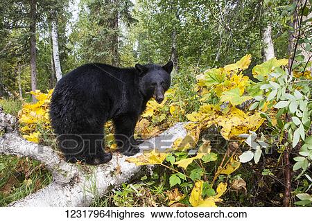 Stock Photograph - Black bear standing on a fallen tree in early autumn, Southcentral Alaska, USA. Fotosearch