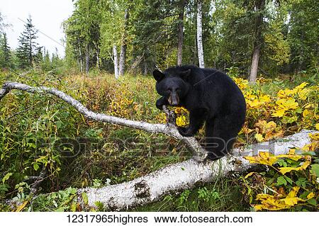 Stock Photograph - Black bear standing on a fallen tree in early autumn, Southcentral Alaska, USA. Fotosearch