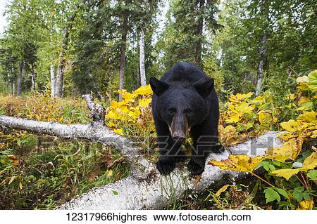 Stock Photograph - Black bear standing on a fallen tree in early autumn, Southcentral Alaska, USA. Fotosearch