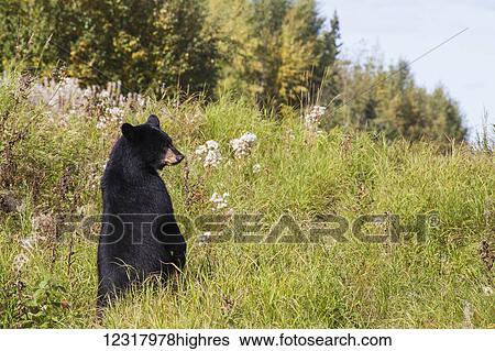 Stock Photograph - Black bear standing upright among early autumn foliage, Southcentral Alaska, USA. Fotosearch