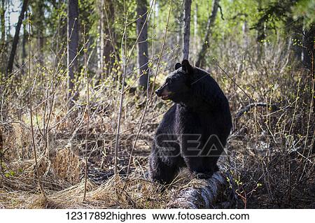 Stock Photograph - Black bear (ursus americanus) in the forest, South-central Alaska; Alaska, United States of America. Fotosearch