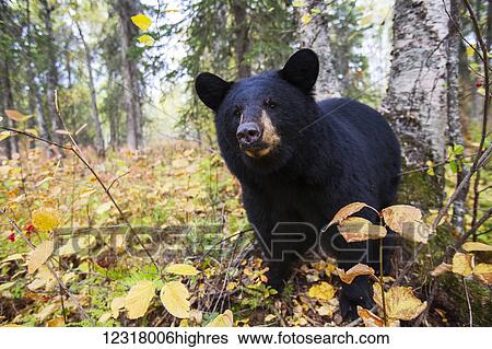 Stock Photograph - Black bear (ursus americanus) in the forest in autumn, South-central Alaska; Alaska, United States of America. Fotosearch
