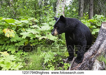 Stock Photograph - Black bear (ursus americanus) standing by a tree stump in a lush forest, South-central Alaska; Alaska, United States of America. Fotosearch