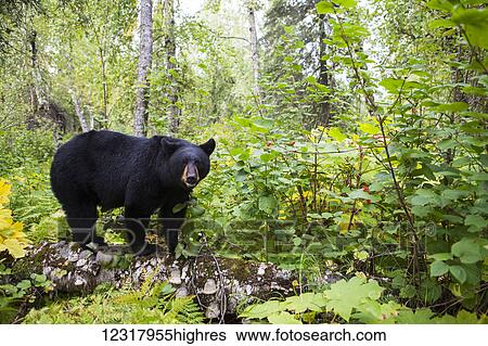 Stock Photograph - Black bear (ursus americanus) standing on a log in a lush forest, South-central Alaska; Alaska, United States of America. Fotosearch