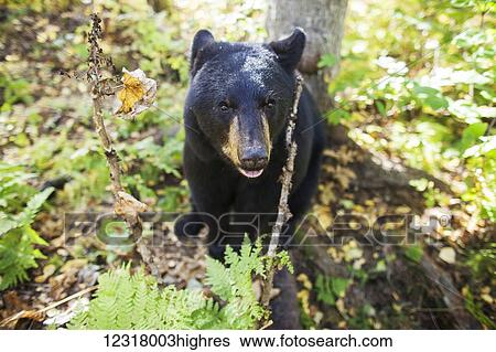 Stock Photograph - Black bear (ursus americanus) standing among the plants and shrubs in a forest, South-central Alaska; Alaska, United States of America. Fotosearch