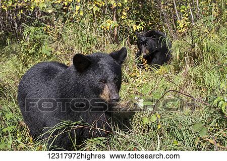 Black bears sitting in sunny forest foliage during autumn, Southcentral Alaska, USA View Large Photo Image Stock Photograph - Black bears sitting in sunny forest foliage during autumn, Southcentral Alaska, USA. Fotosearch