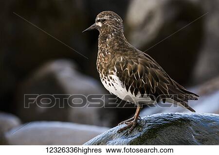 Stock Photograph - Black Turnstone (Arenaria melanocephala) on the rocky coastline; Seaside, Oregon, United States of America. Fotosearch