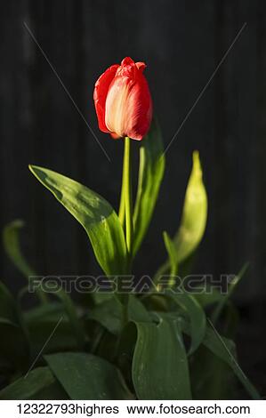 Blossoming red tulip on a black background View Large Photo Image Stock Photograph - Blossoming red tulip on a black background. Fotosearch