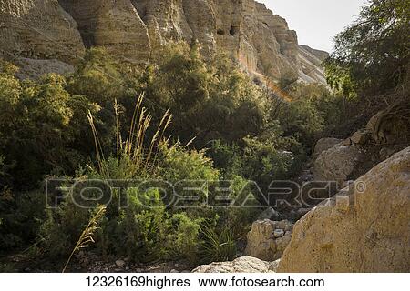 Stock Photograph - Boulders, trees and cliffs make up this landscape in the Dead Sea region; South District, Israel. Fotosearch