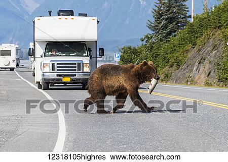 Stock Photograph - Brown bear carrying a freshly caught salmon crosses Dayville Road at Allison Point near Valdez, Southcentral Alaska, USA. Fotosearch