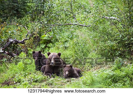 Brown bear sow and cubs (ursus arctos) resting in a lush forest, South-central Alaska; Alaska, United States of America View Large Photo Image Stock Photograph - Brown bear sow and cubs (ursus arctos) resting in a lush forest, South-central Alaska; Alaska, United States of America. Fotosearch