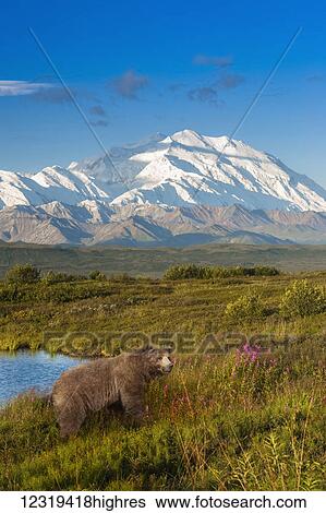 Brown bear (ursus arctos) walking in a grass meadow with Mount McKinley in the distance, Denali National Park and Preserve; Alaska, United States of America View Large Photo Image Stock Photograph - Brown bear (ursus arctos) walking in a grass meadow with Mount McKinley in the distance, Denali National Park and Preserve; Alaska, United States of America. Fotosearch