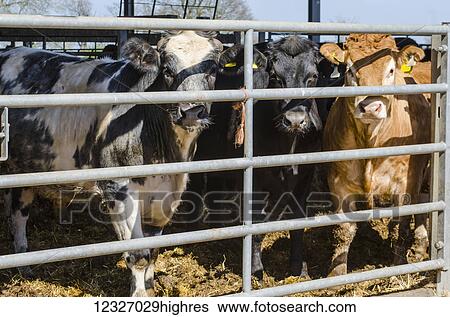 Stock Photograph - Brown, black, and black and white cows in paddock looking at the camera; Otford, Kent, England. Fotosearch
