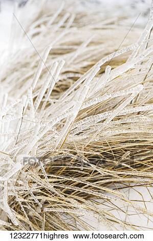 Brown blades of grass covered in ice View Large Photo Image Stock Photograph - Brown blades of grass covered in ice. Fotosearch