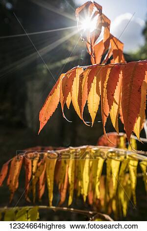Brown leaves drooping from their branches backlit by the sunlight; North Yorkshire, England View Large Photo Image Stock Photograph - Brown leaves drooping from their branches backlit by the sunlight; North Yorkshire, England. Fotosearch