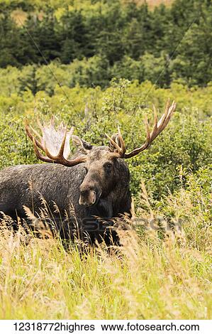 Bull moose (alces alces) in the rutting period, Powerline Pass, South-central Alaska; Anchorage, Alaska, United States of America View Large Photo Image Stock Photograph - Bull moose (alces alces) in the rutting period, Powerline Pass, South-central Alaska; Anchorage, Alaska, United States of America. Fotosearch