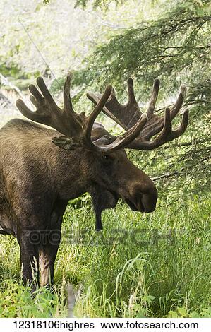 Stock Photograph - Bull moose in velvet at Kincaid Park in summer, Anchorage, Southcentral Alaska, USA. Fotosearch