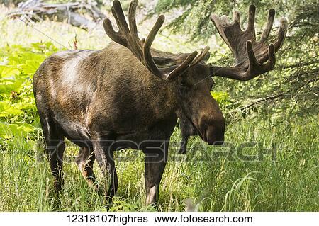 Stock Photograph - Bull moose in velvet at Kincaid Park in summer, Anchorage, Southcentral Alaska, USA. Fotosearch