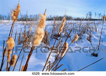 Stock Photograph - Bulrushes in snowy field. Fotosearch
