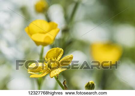 Buttercup (Ranunculus) petals collect dew in the morning; Astoria, Oregon, United States of America View Large Photo Image Stock Photograph - Buttercup (Ranunculus) petals collect dew in the morning; Astoria, Oregon, United States of America. Fotosearch