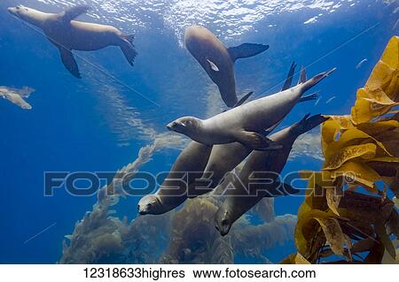 Stock Photograph - California sea lions (Zalophus californianus) playing in a kelp forest off Santa Barbara Island; California, United States of America. Fotosearch