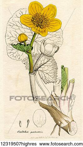 Stock Photograph - Caltha palustris. Marsh marigold.. Fotosearch
