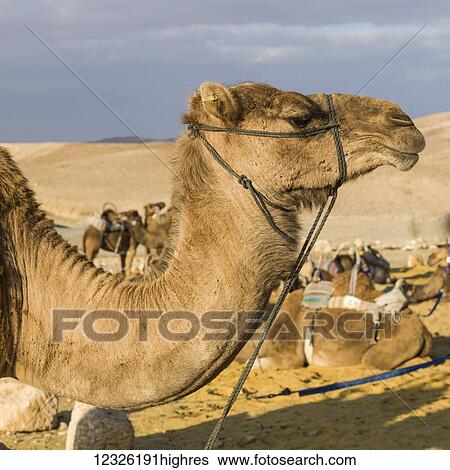 Stock Photograph - Camel's neck and head in the foreground with other camels in the background, Kfar Hanokdim; Ezor Beer Sheva, South District, Israel. Fotosearch