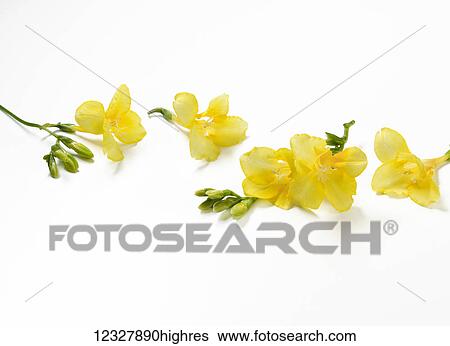 Stock Photograph - Canola flowers on a white background. Fotosearch