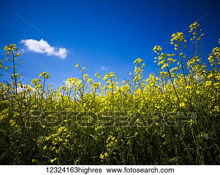 Stock Photograph - Canola in bloom under a blue sky; Alberta, Canada. Fotosearch
