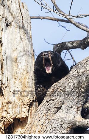 Stock Photograph - CAPTIVE: Black bear in a Cottonwood tree at the Alaska Wildlife Conservation Center, Southcentral Alaska, USA. Fotosearch