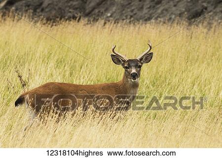 CAPTIVE: Sitka Black-tailed deer at the Alaska Wildlife Conservation Center, Southcentral Alaska, USA View Large Photo Image Stock Photograph - CAPTIVE: Sitka Black-tailed deer at the Alaska Wildlife Conservation Center, Southcentral Alaska, USA. Fotosearch