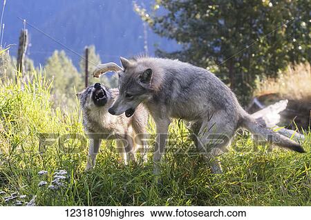 CAPTIVE: Yearling Gray wolf and younger pup play at the Alaska Wildlife Conservation Center, Southcentral Alaska, USA View Large Photo Image Stock Photograph - CAPTIVE: Yearling Gray wolf and younger pup play at the Alaska Wildlife Conservation Center, Southcentral Alaska, USA. Fotosearch