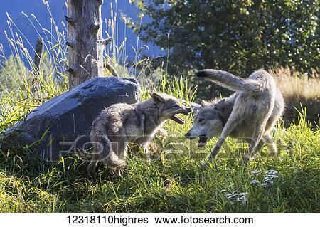 Stock Photograph - CAPTIVE: Yearling Gray wolf and younger pup play at the Alaska Wildlife Conservation Center, Southcentral Alaska, USA. Fotosearch
