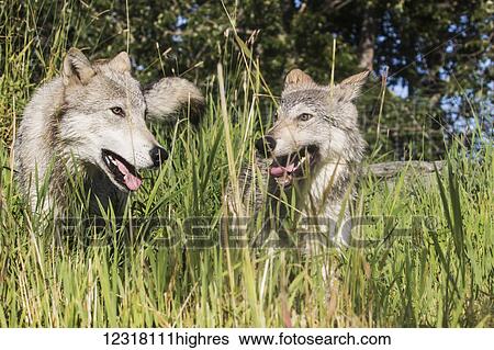 Stock Photograph - CAPTIVE: Yearling Gray wolf and younger pup at the Alaska Wildlife Conservation Center, Southcentral Alaska, USA. Fotosearch