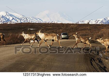 Caribou crossing the park road in autumn, Denali National Park, Interior Alaska, USA View Large Photo Image Stock Photograph - Caribou crossing the park road in autumn, Denali National Park, Interior Alaska, USA. Fotosearch
