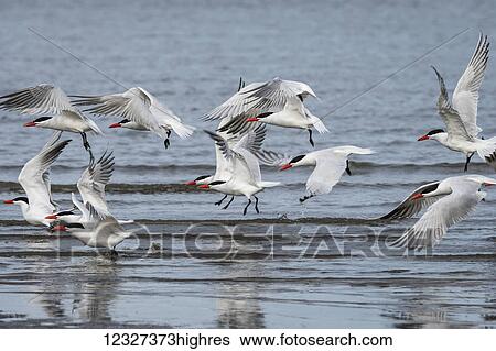 Caspian Terns (Hydroprogne caspia) take flight on the Columbia River; Astoria, Oregon, United States of America View Large Photo Image Stock Photograph - Caspian Terns (Hydroprogne caspia) take flight on the Columbia River; Astoria, Oregon, United States of America. Fotosearch