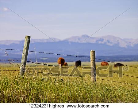 Cattle grazing in a field with the Canadian Rockies in the distance; Cochrane, Alberta, Canada View Large Photo Image Stock Photograph - Cattle grazing in a field with the Canadian Rockies in the distance; Cochrane, Alberta, Canada. Fotosearch