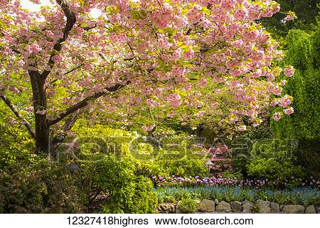Stock Photograph - Cherry blossoms and flowers at Butchart Gardens; Victoria, British Columbia, Canada. Fotosearch