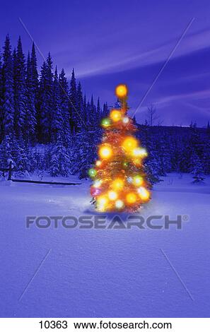 Christmas tree in the forest at night View Large Photo Image Stock Image - Christmas tree in the forest at night. Fotosearch