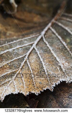 Stock Photograph - Close-up detail of a frost covered leaf; Alaska, United States of America. Fotosearch