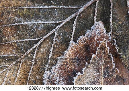 Close-up detail of a frost covered leaf; Alaska, United States of America View Large Photo Image Stock Photograph - Close-up detail of a frost covered leaf; Alaska, United States of America. Fotosearch