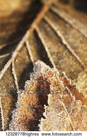 Close-up detail of a frost covered leaf; Alaska, United States of America View Large Photo Image Stock Photograph - Close-up detail of a frost covered leaf; Alaska, United States of America. Fotosearch