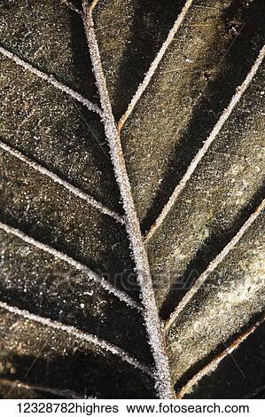 Close-up detail of a frosty autumn coloured leaf; Alaska, United States of America View Large Photo Image Stock Photograph - Close-up detail of a frosty autumn coloured leaf; Alaska, United States of America. Fotosearch